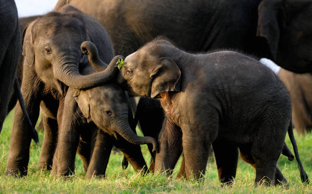 Minneriya National Park